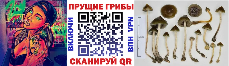 Псилоцибиновые грибы Cubensis  Дальнегорск 